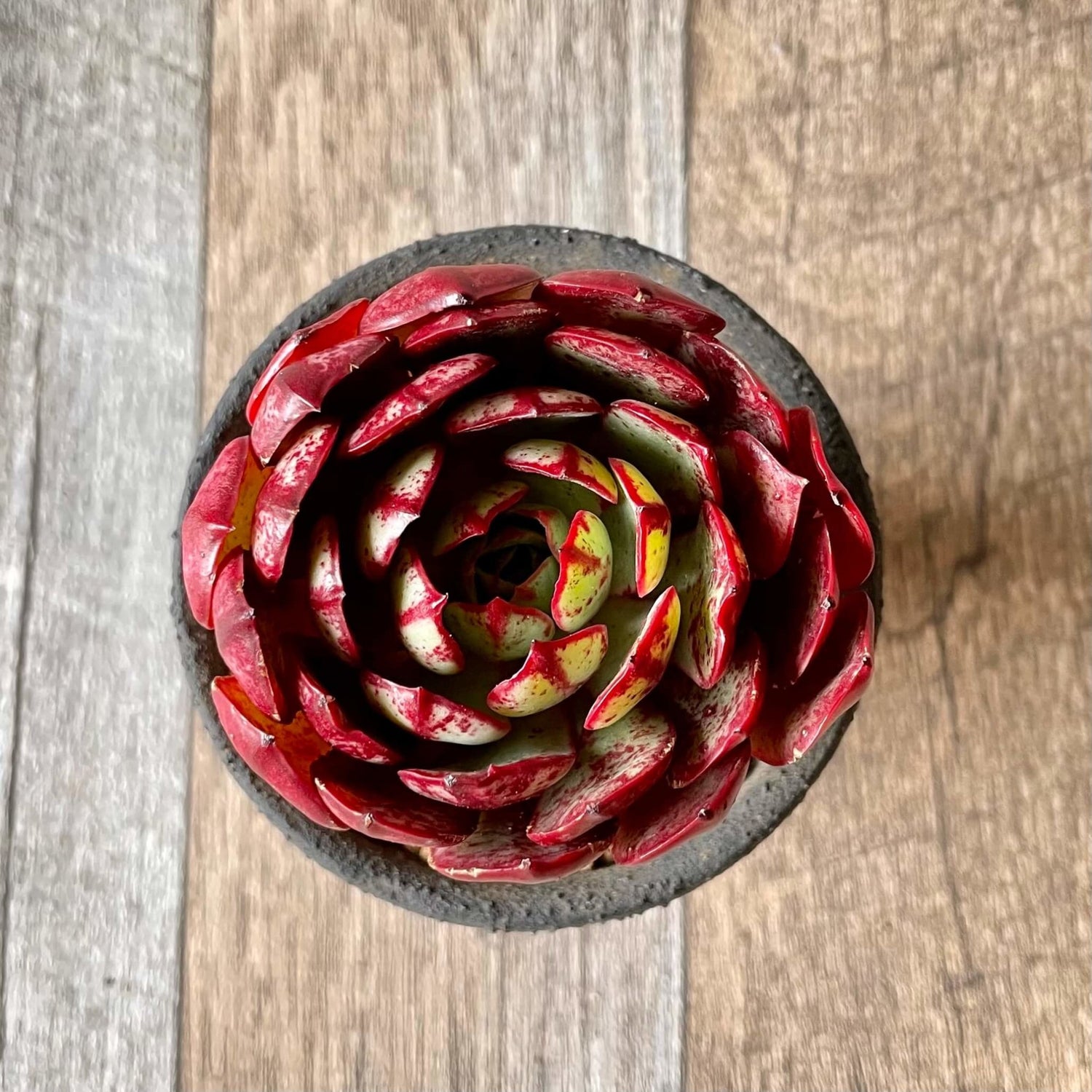 エルシャ Elsha - 多肉植物の通販 tawawa