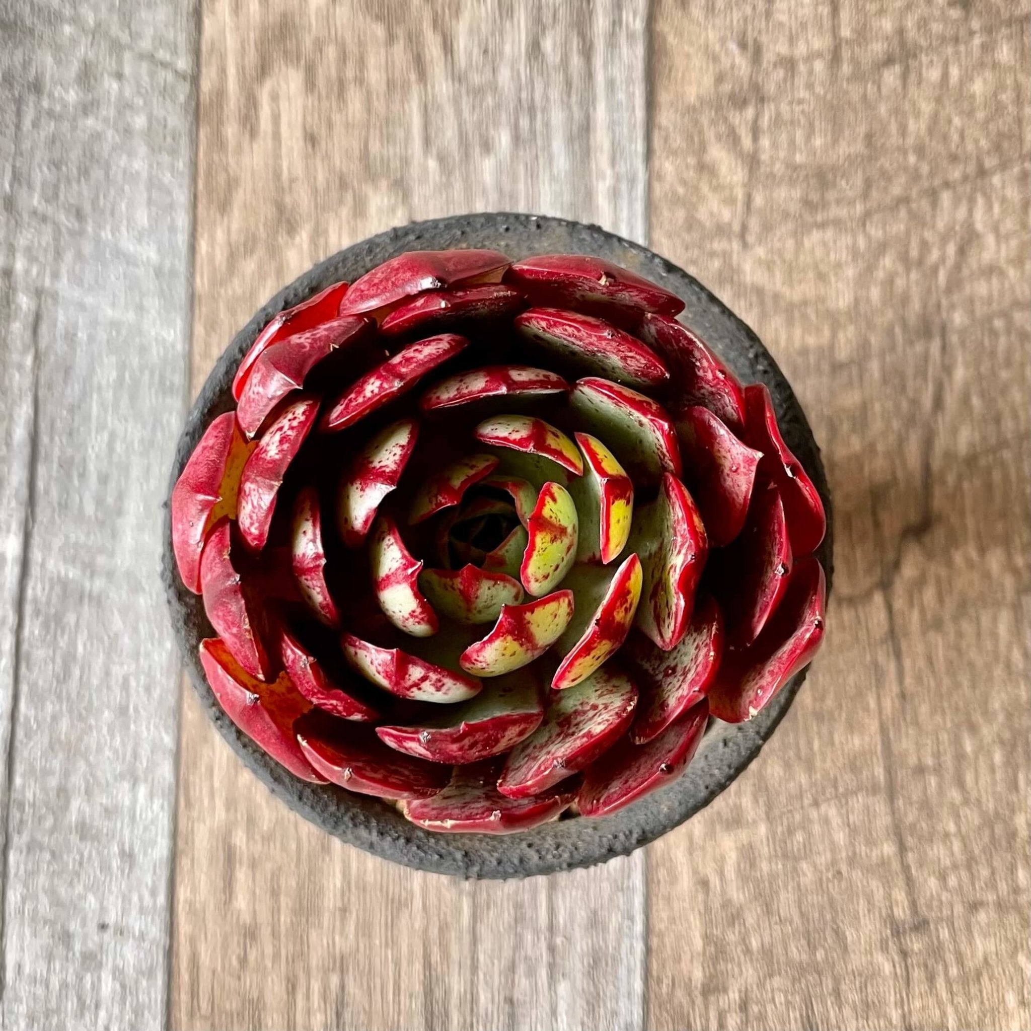 エルシャ Elsha - 多肉植物の通販 tawawa