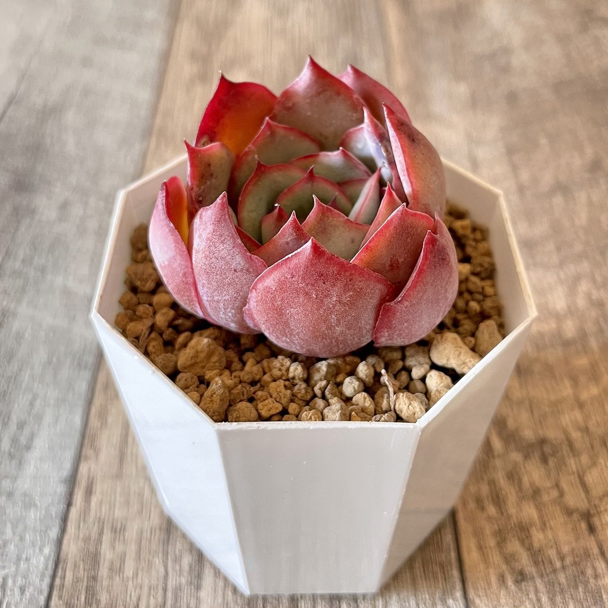 *新入荷* エスター Esther - 多肉植物の通販 tawawa