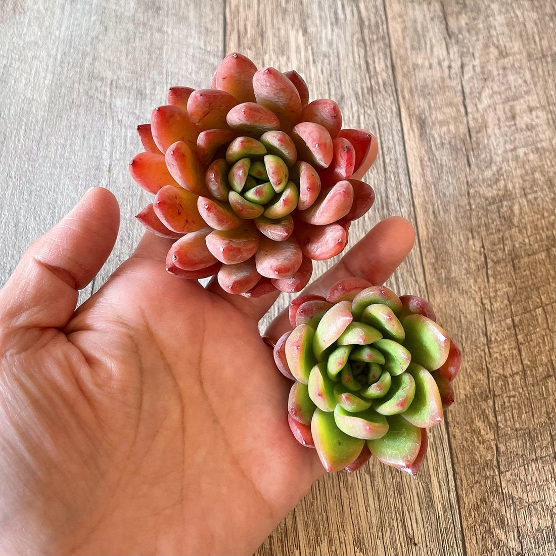 *新入荷* フェラーリ Ferrari - 多肉植物の通販・販売サイト tawawa