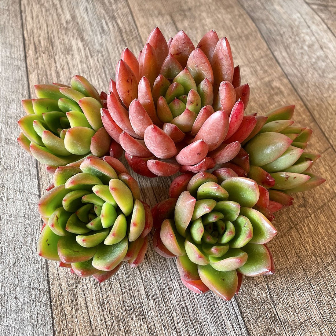 *新入荷* フェラーリ Ferrari - 多肉植物の通販・販売サイト tawawa