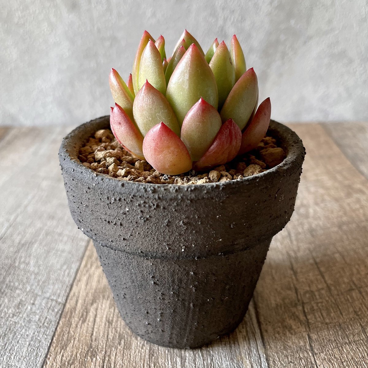 *新入荷* フェラーリ Ferrari - 多肉植物の通販・販売サイト tawawa