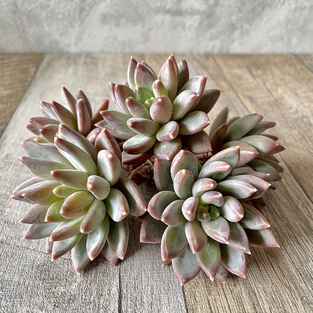 グラウカ Glauca - 多肉植物の通販 tawawa