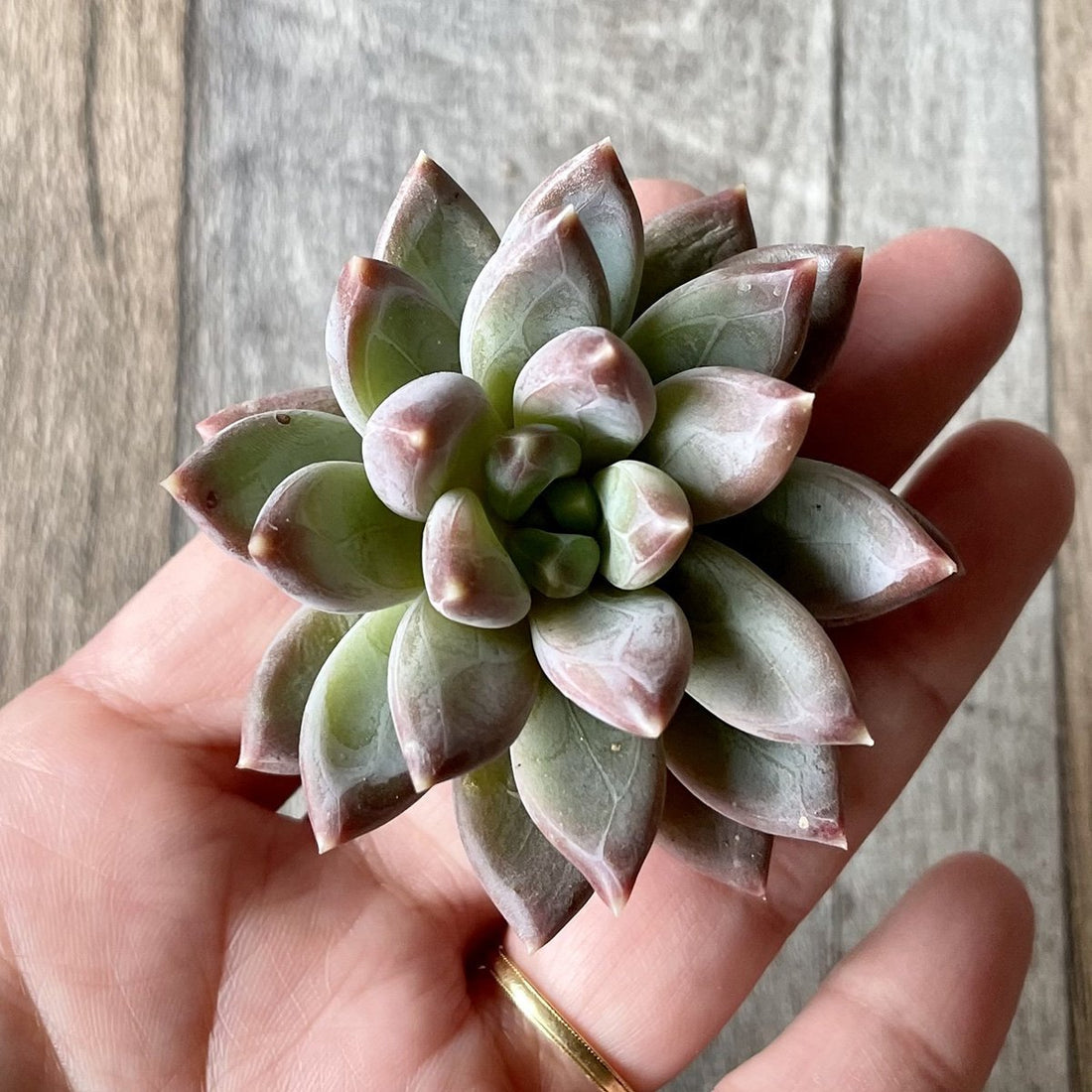 グラウカ Glauca - 多肉植物の通販 tawawa