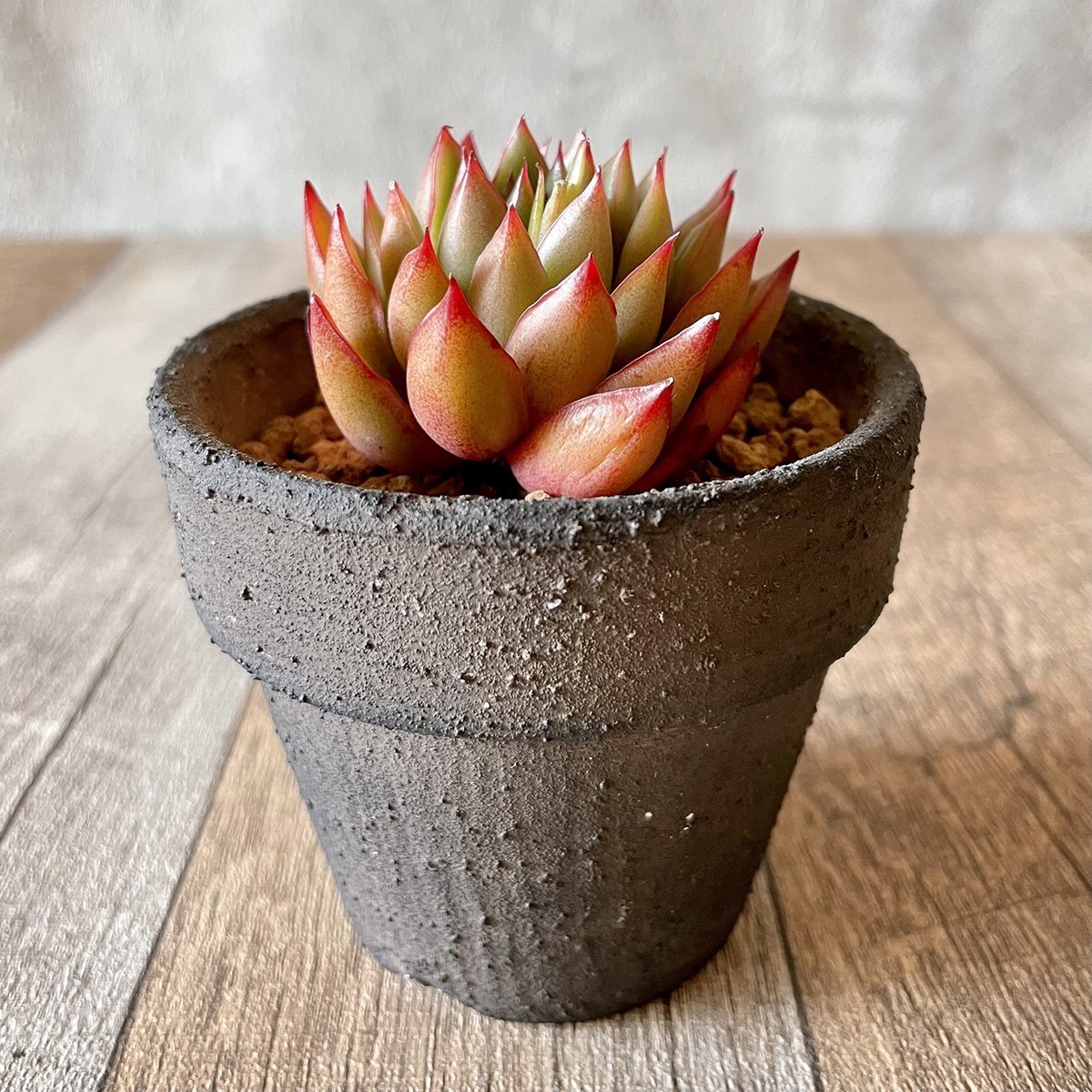 *新入荷* グリピース Glypis - 多肉植物の通販 tawawa