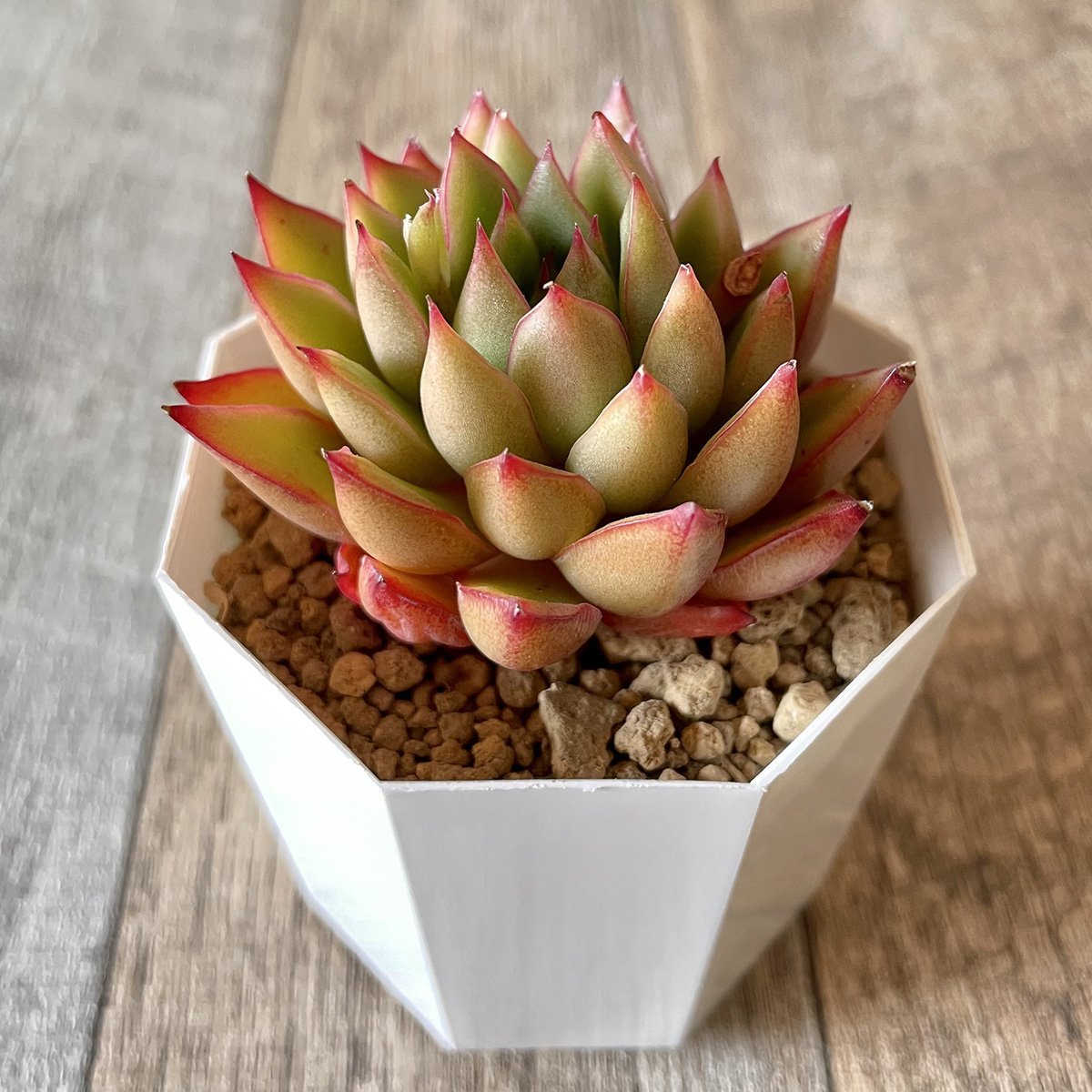 *新入荷* グリピース Glypis - 多肉植物の通販 tawawa