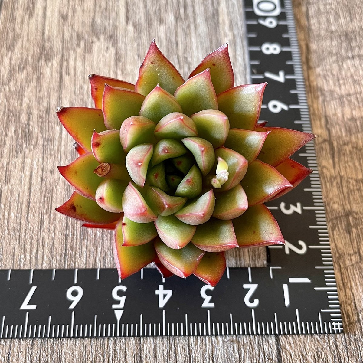 *新入荷* グリピース Glypis - 多肉植物の通販 tawawa
