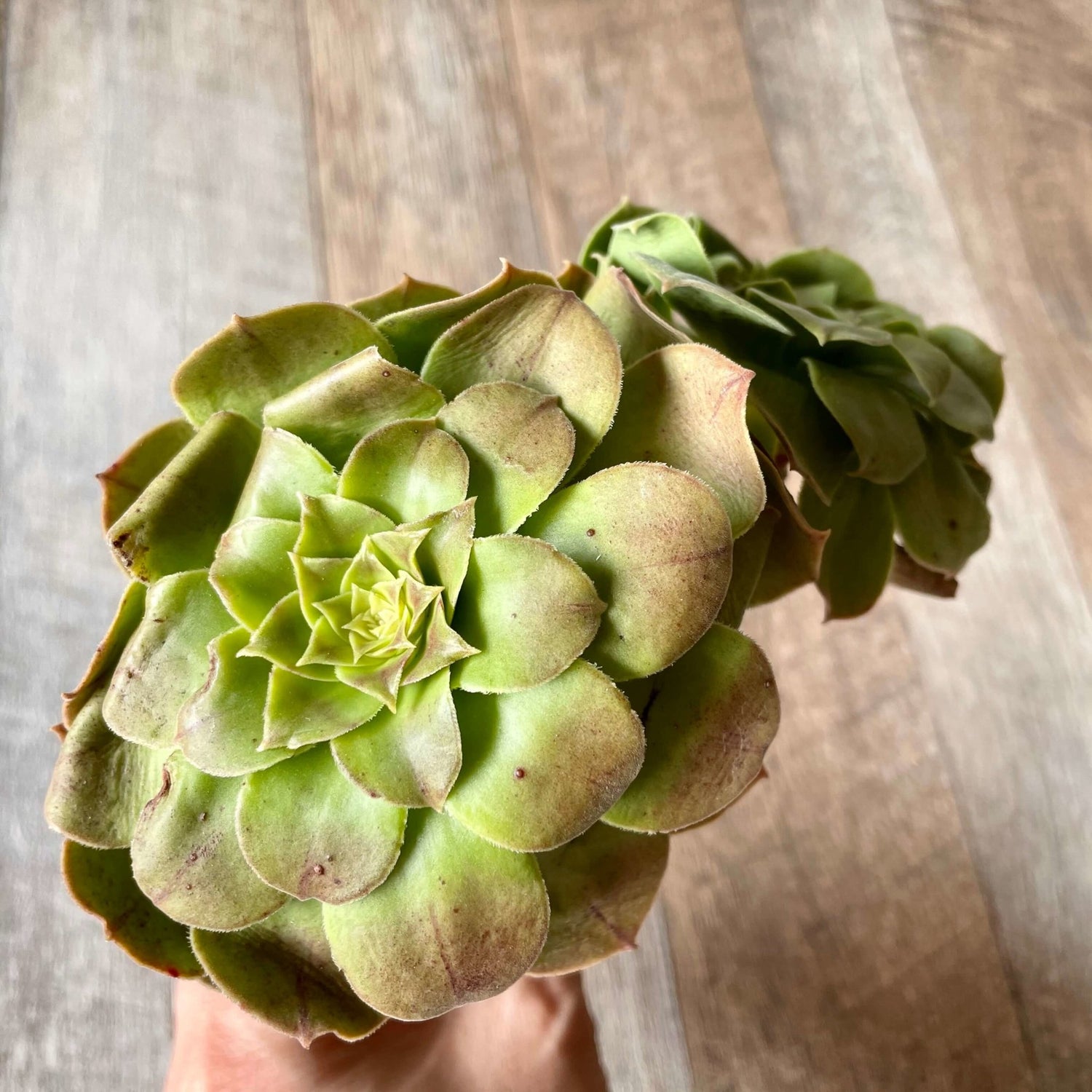 ハロウィン Halloween - 多肉植物の通販 tawawa