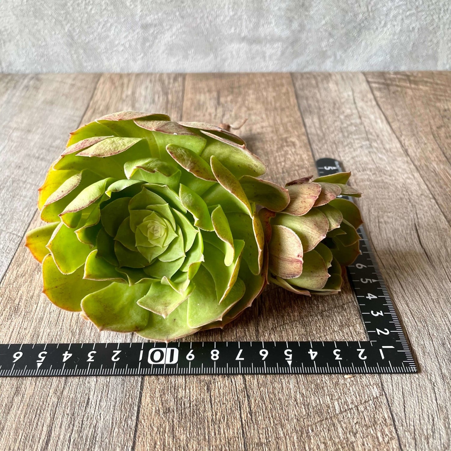 ハロウィン Halloween - 多肉植物の通販 tawawa