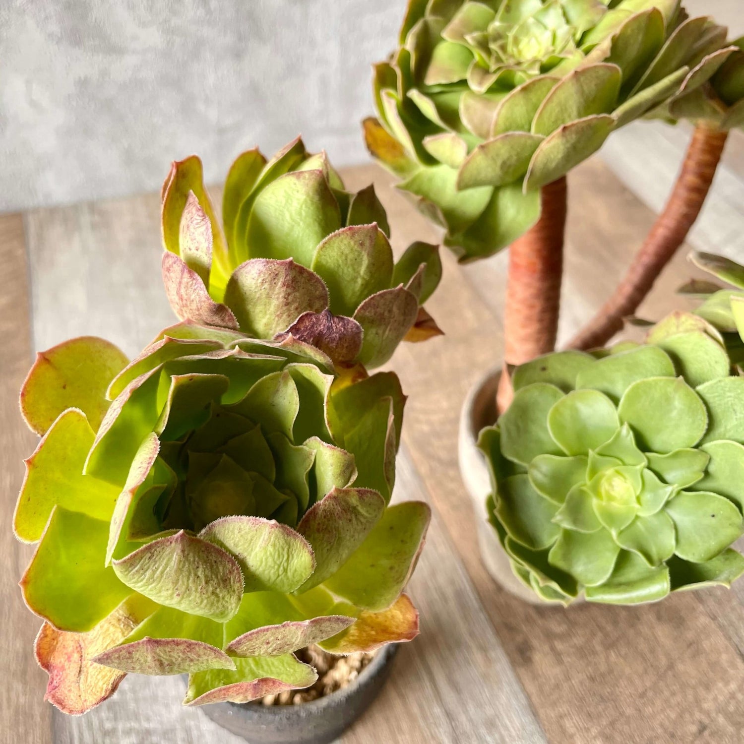 ハロウィン Halloween - 多肉植物の通販 tawawa