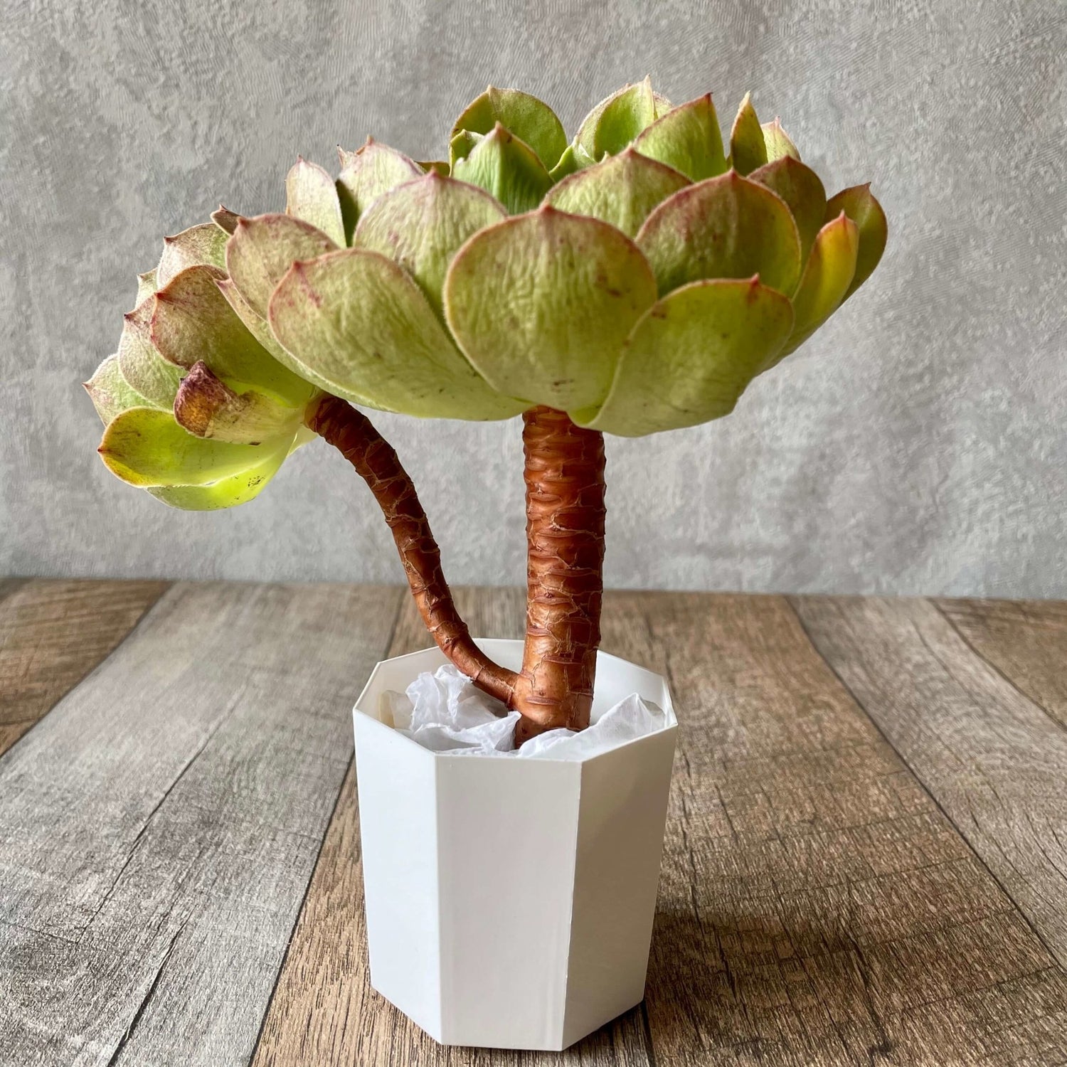 ハロウィン Halloween - 多肉植物の通販 tawawa