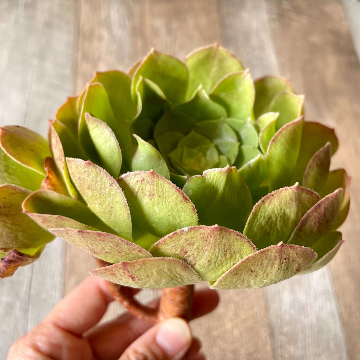 ハロウィン Halloween - 多肉植物の通販 tawawa