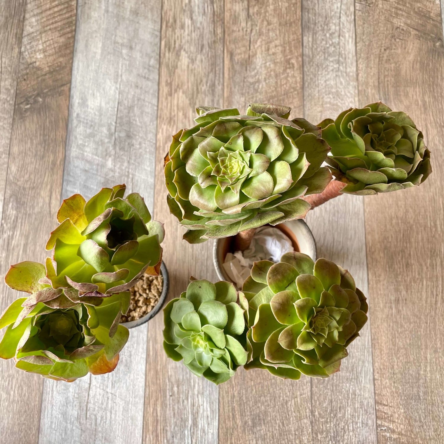 ハロウィン Halloween - 多肉植物の通販 tawawa