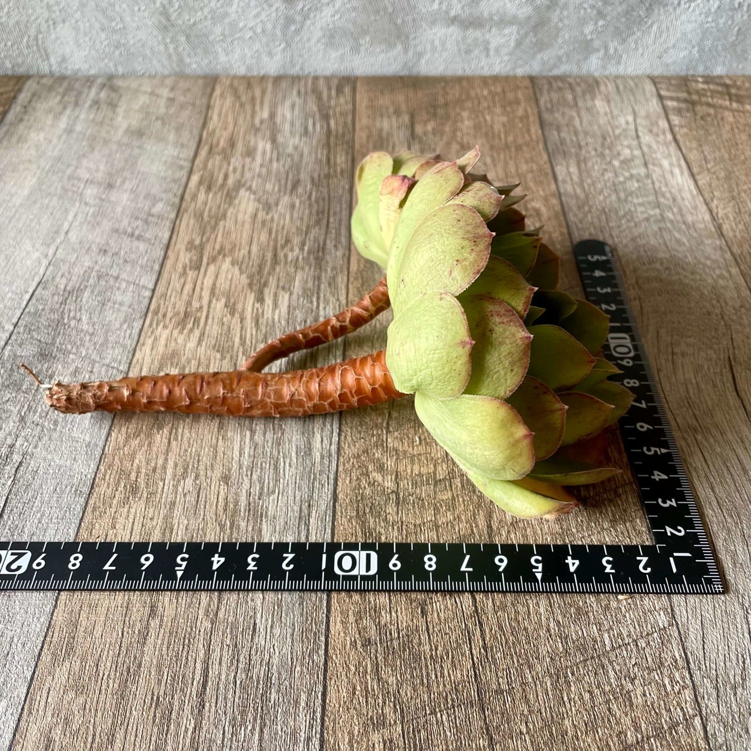 ハロウィン Halloween - 多肉植物の通販 tawawa