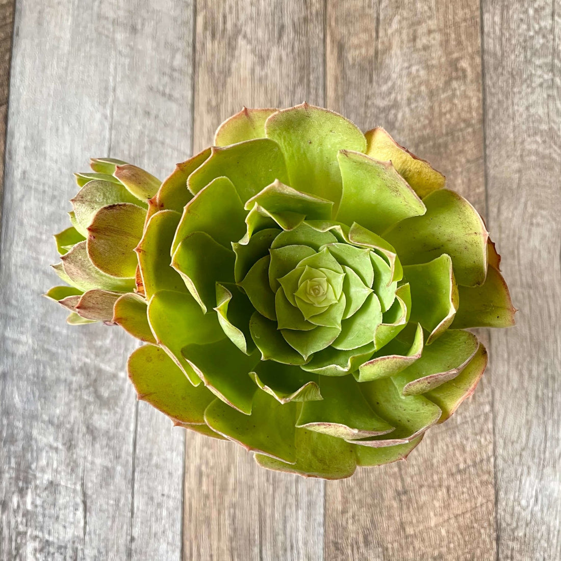 ハロウィン Halloween - 多肉植物の通販 tawawa