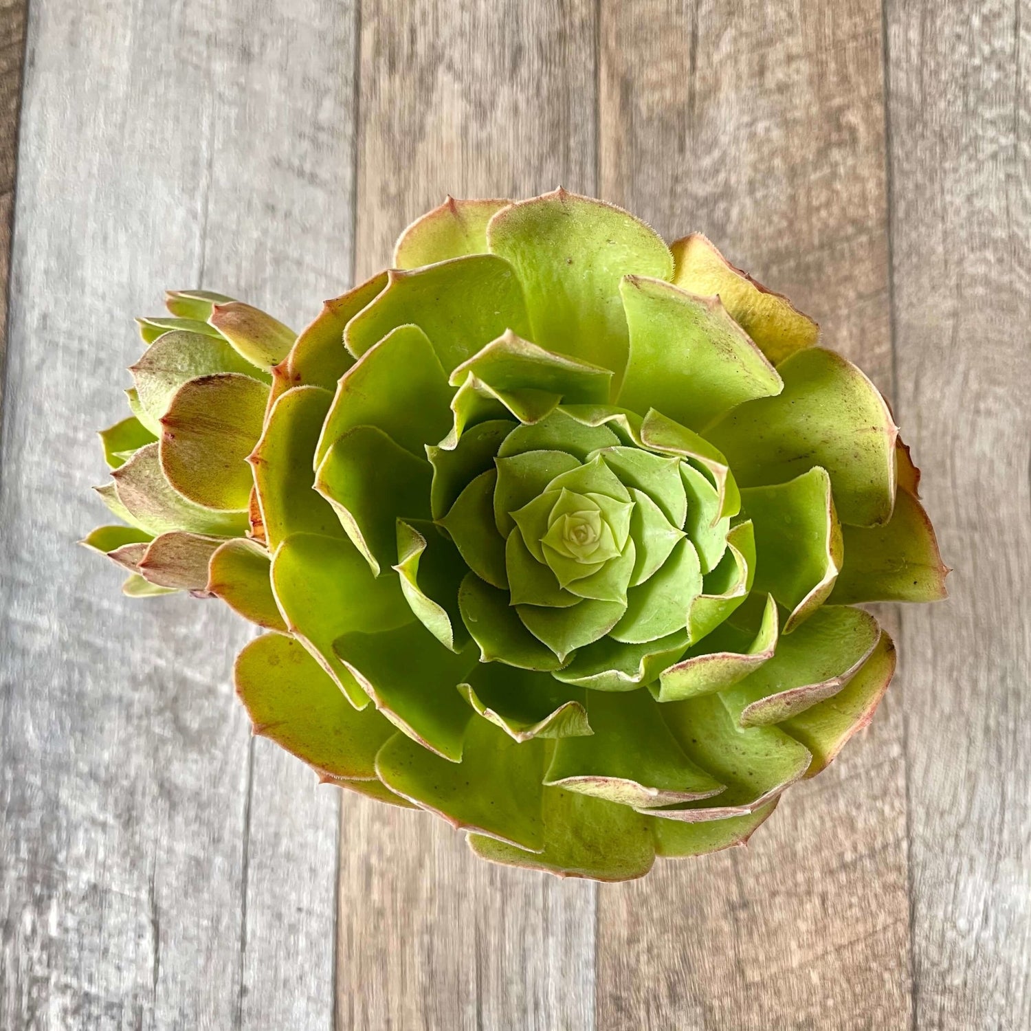 ハロウィン Halloween - 多肉植物の通販 tawawa