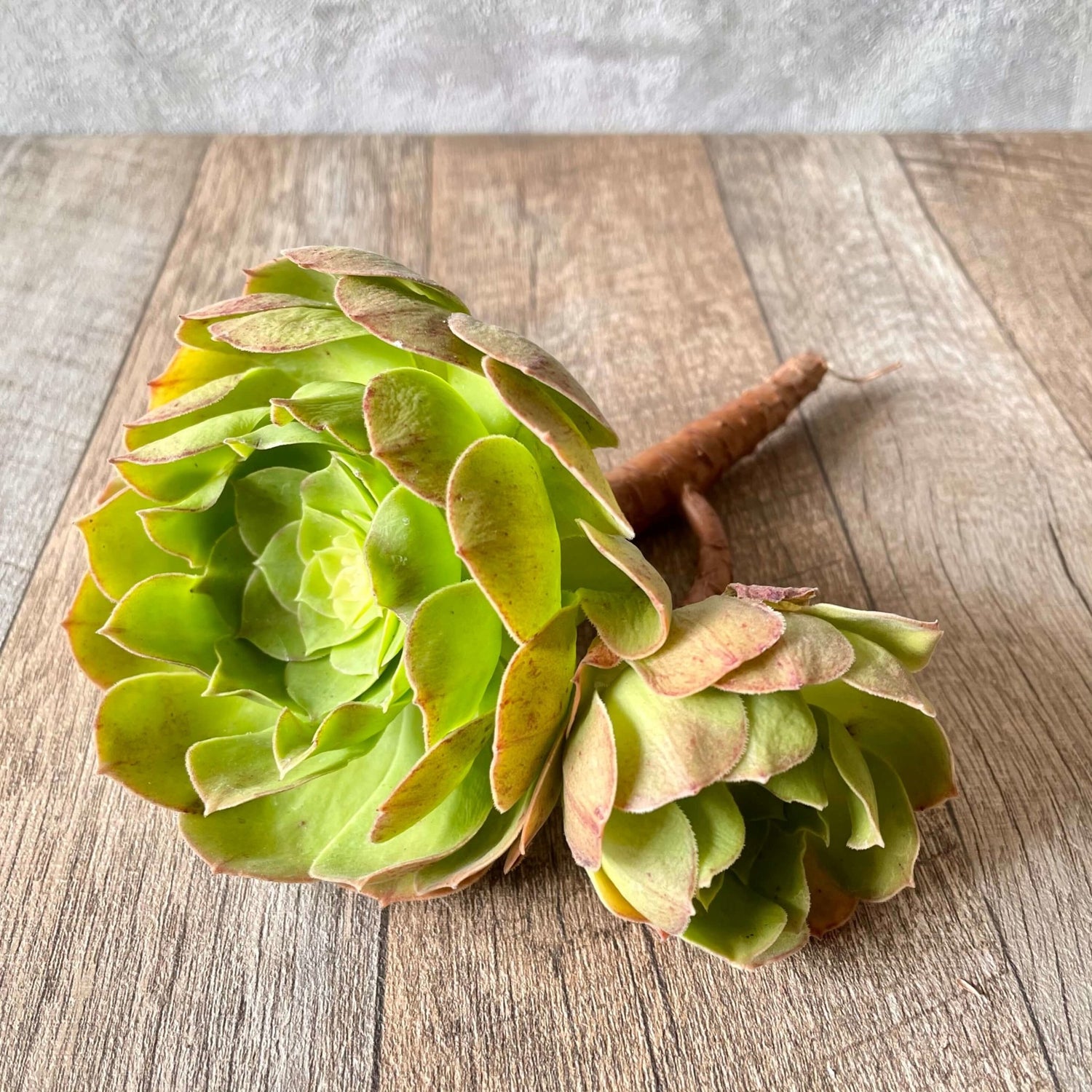 ハロウィン Halloween - 多肉植物の通販 tawawa