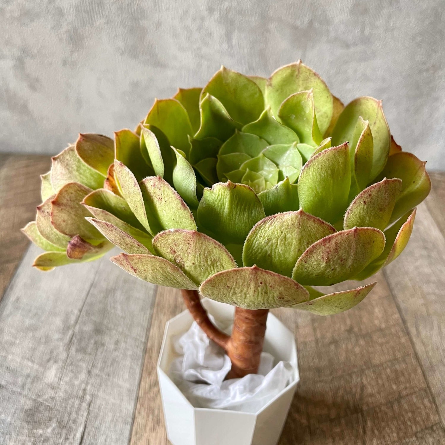 ハロウィン Halloween - 多肉植物の通販 tawawa