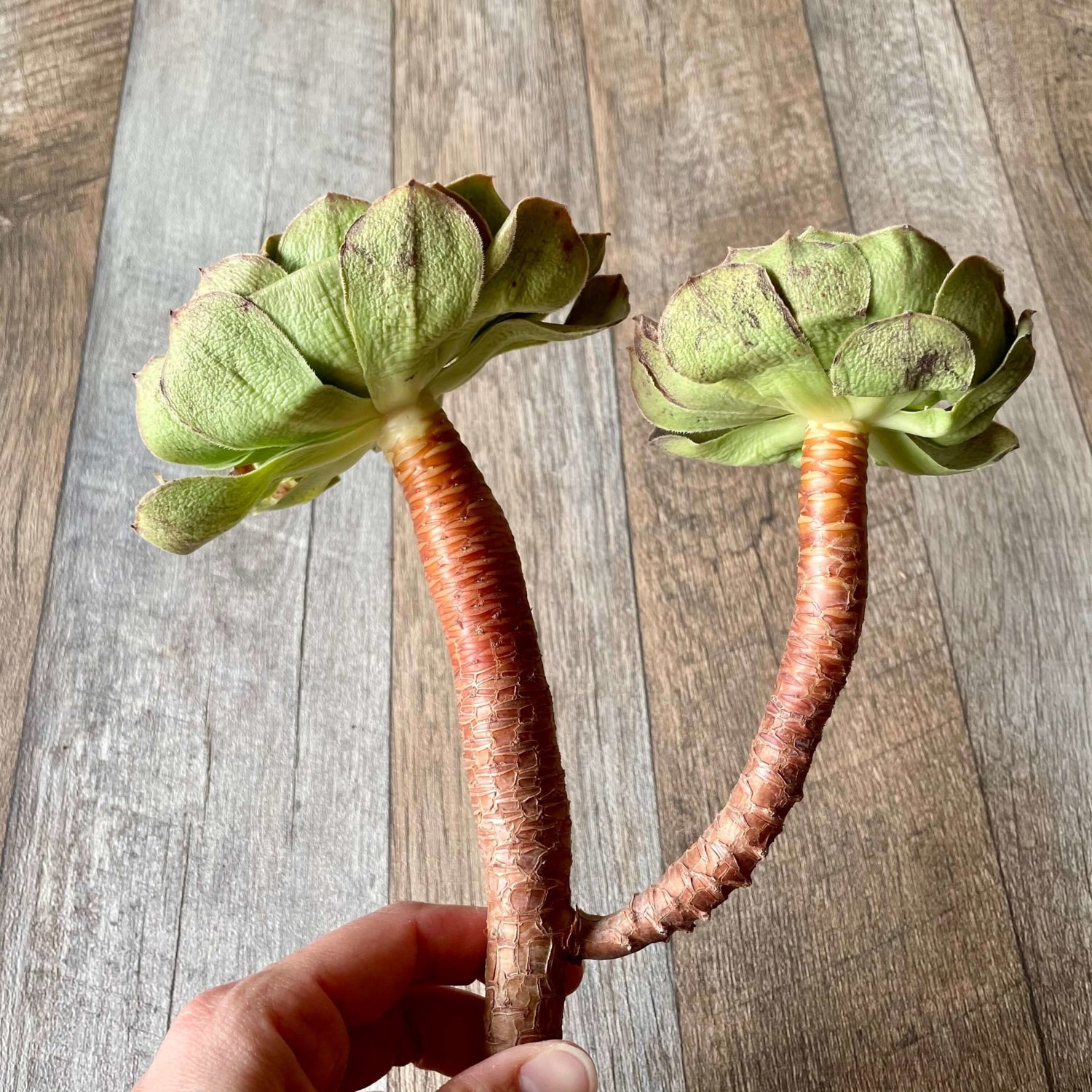 ハロウィン Halloween - 多肉植物の通販 tawawa