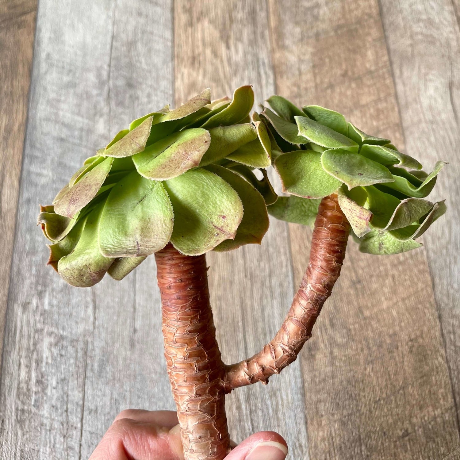 ハロウィン Halloween - 多肉植物の通販 tawawa