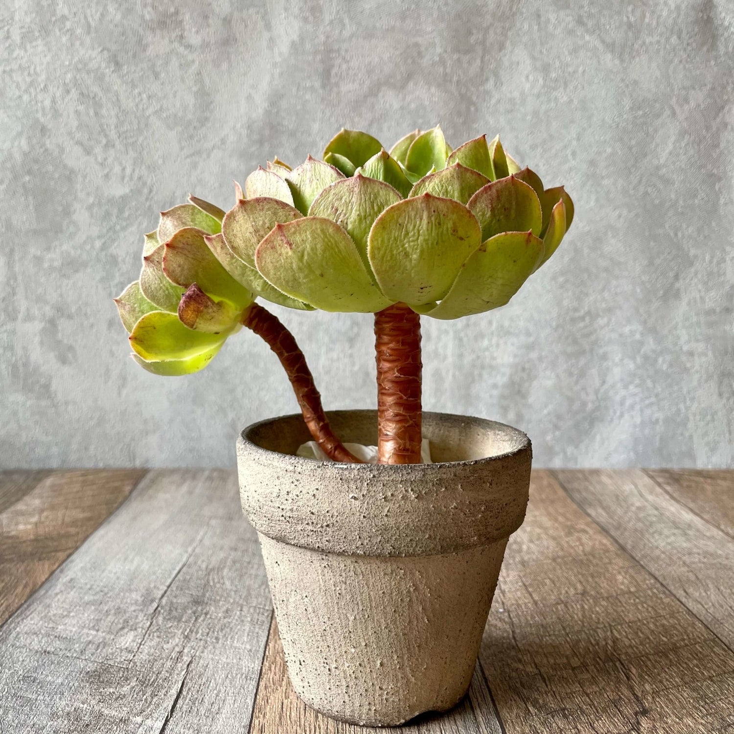 ハロウィン Halloween - 多肉植物の通販 tawawa