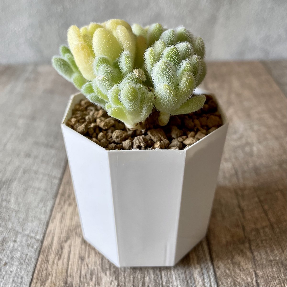 *新入荷* ヒントニー Hintonii - 多肉植物の通販・販売サイト tawawa