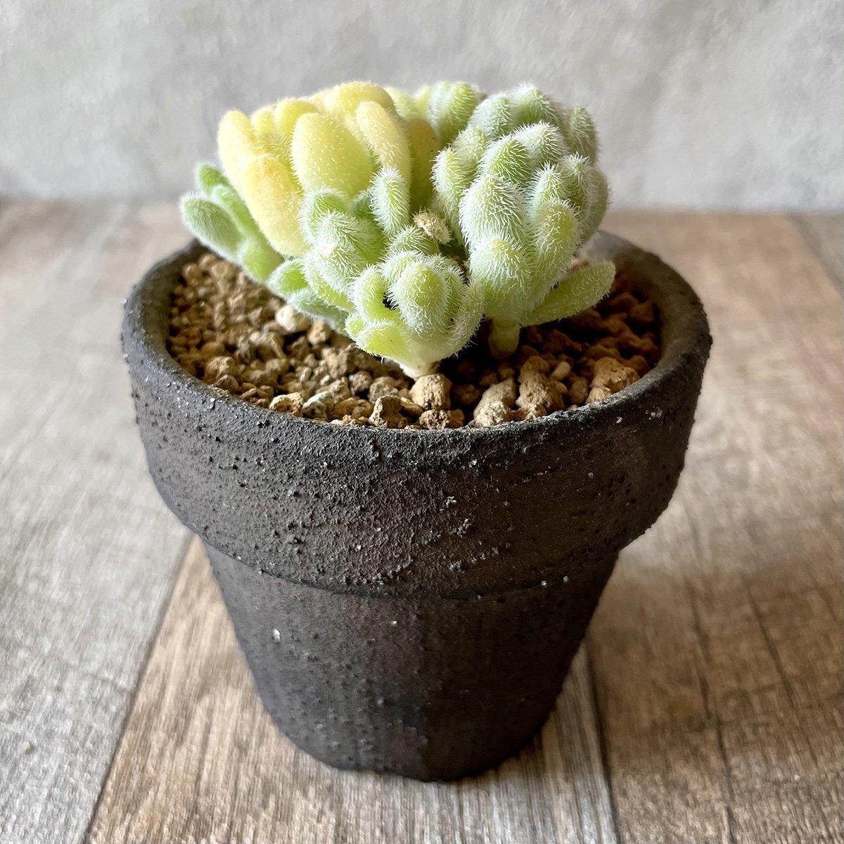 *新入荷* ヒントニー Hintonii - 多肉植物の通販・販売サイト tawawa