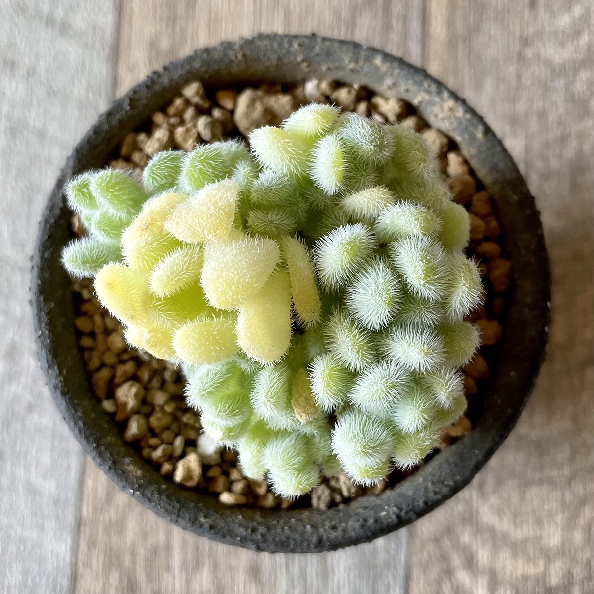*新入荷* ヒントニー Hintonii - 多肉植物の通販・販売サイト tawawa