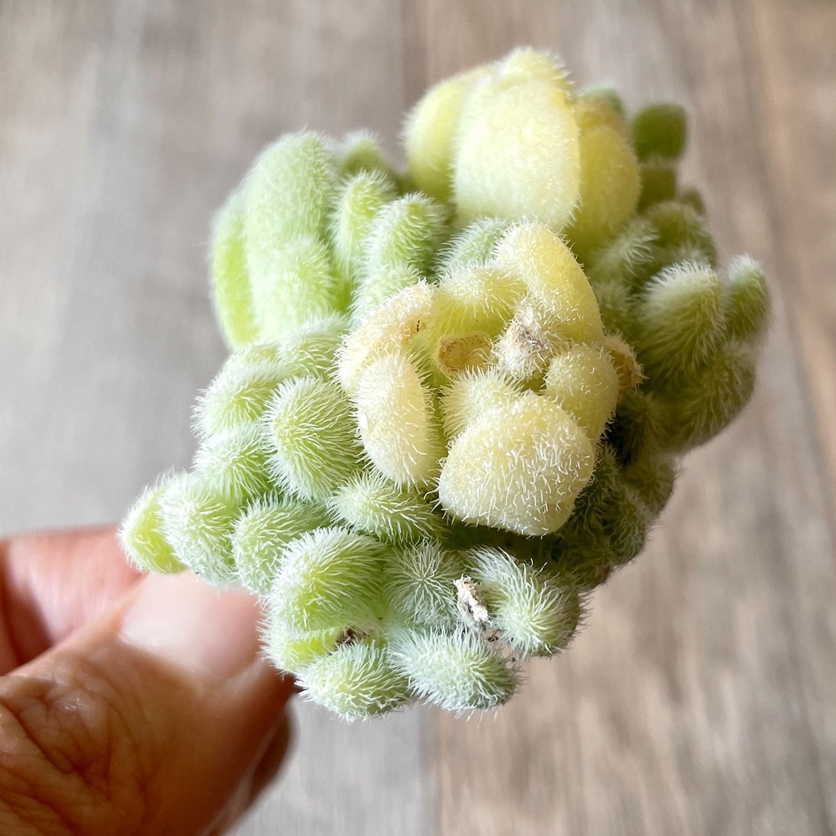 *新入荷* ヒントニー Hintonii - 多肉植物の通販・販売サイト tawawa