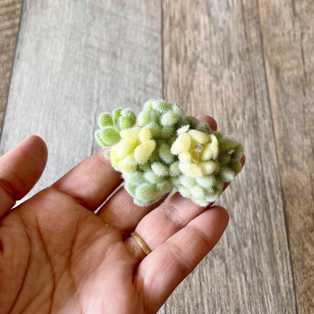 *新入荷* ヒントニー Hintonii - 多肉植物の通販・販売サイト tawawa