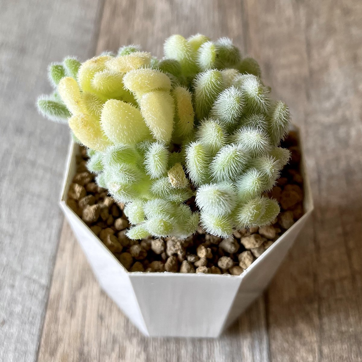 *新入荷* ヒントニー Hintonii - 多肉植物の通販・販売サイト tawawa