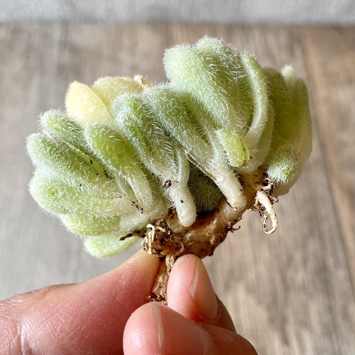 *新入荷* ヒントニー Hintonii - 多肉植物の通販・販売サイト tawawa