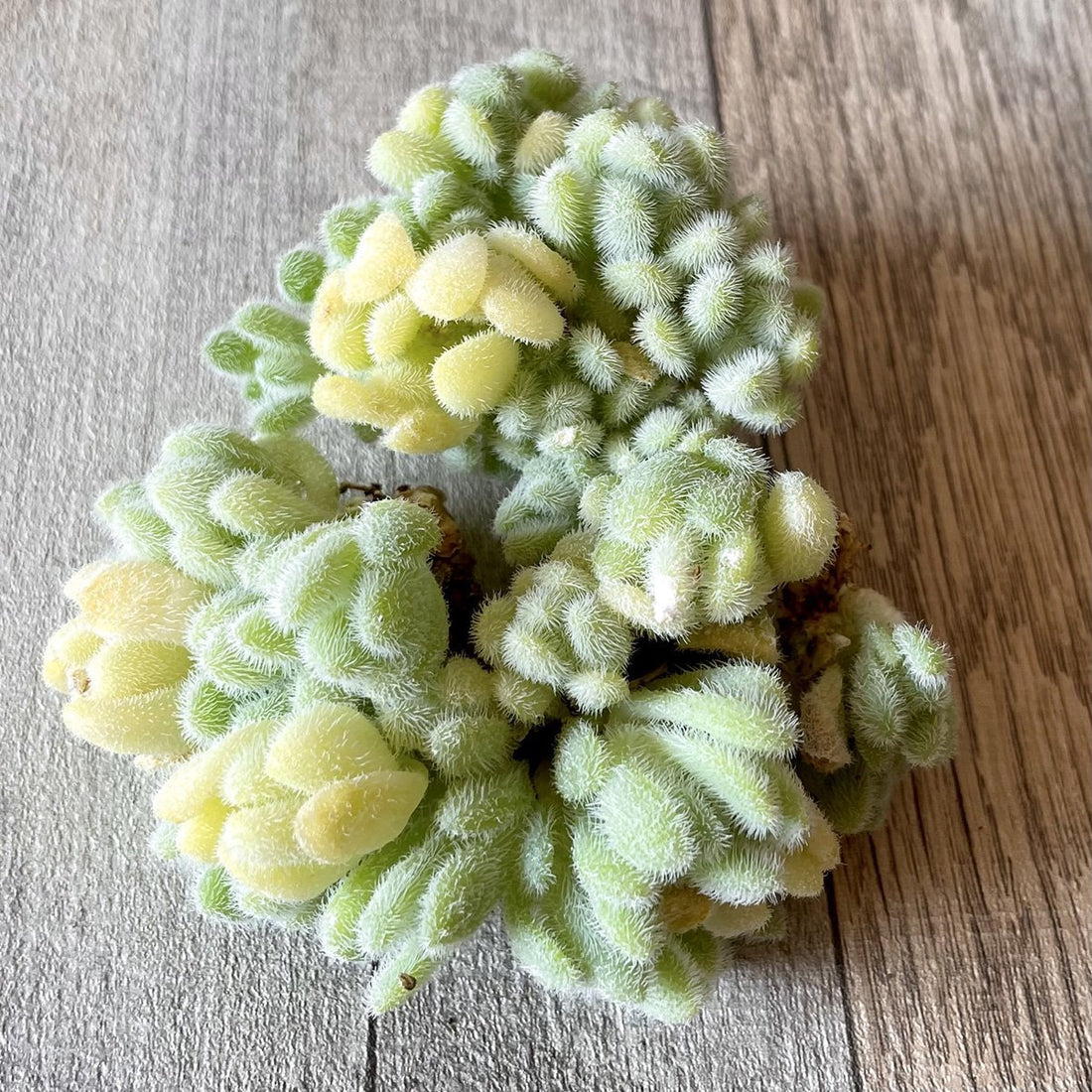 *新入荷* ヒントニー Hintonii - 多肉植物の通販・販売サイト tawawa