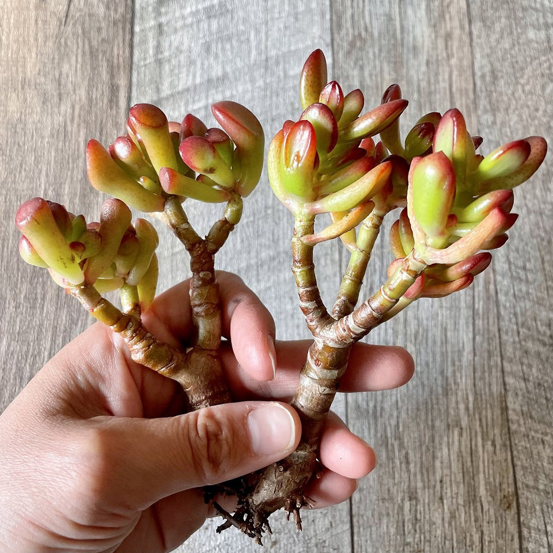 *新入荷* ゴーラム Hobbit - 多肉植物の通販 tawawa