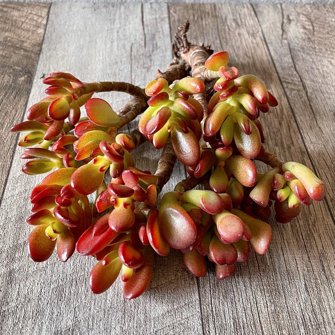 *新入荷* ゴーラム Hobbit - 多肉植物の通販 tawawa