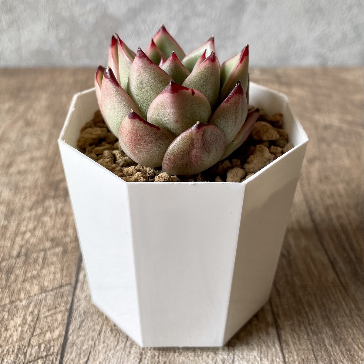 *新入荷* アガボイデス エボニーhyb agaboides Ebony hyb - 多肉植物の通販・販売サイト tawawa