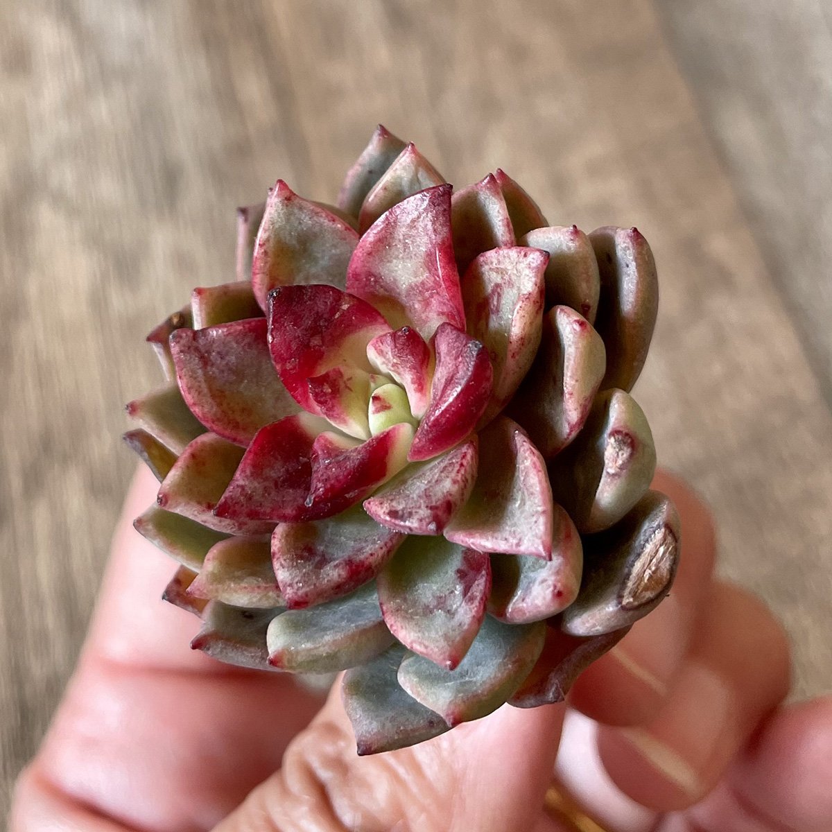 *新入荷* ヒョルヨン Hyeol Yeong - 多肉植物の通販 tawawa