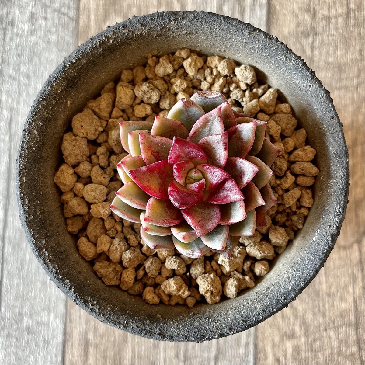 *新入荷* ヒョルヨン Hyeol Yeong - 多肉植物の通販 tawawa