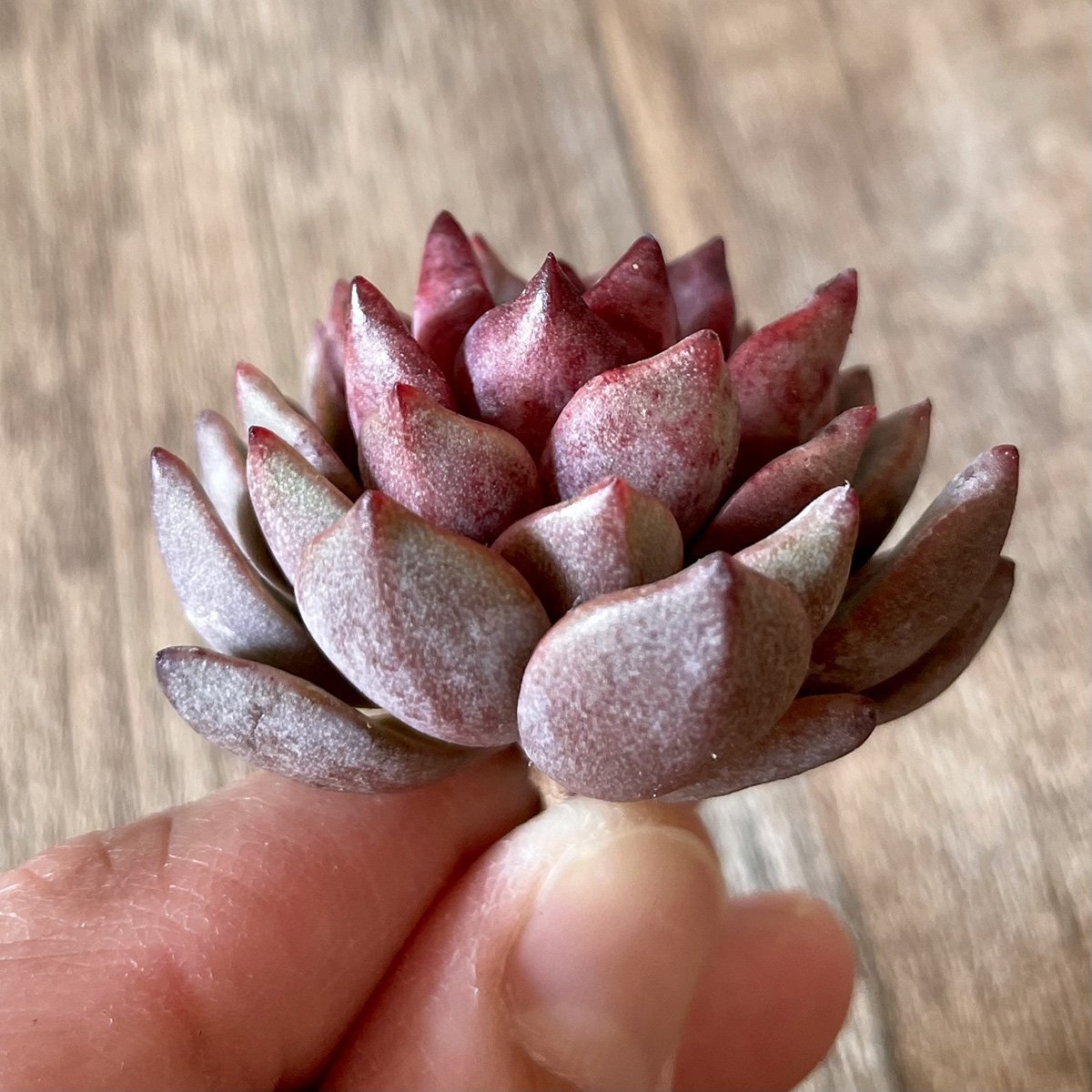 *新入荷* ヒョルヨン Hyeol Yeong - 多肉植物の通販 tawawa
