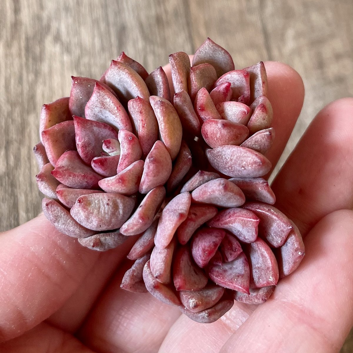 *新入荷* ヒョルヨン Hyeol Yeong - 多肉植物の通販 tawawa