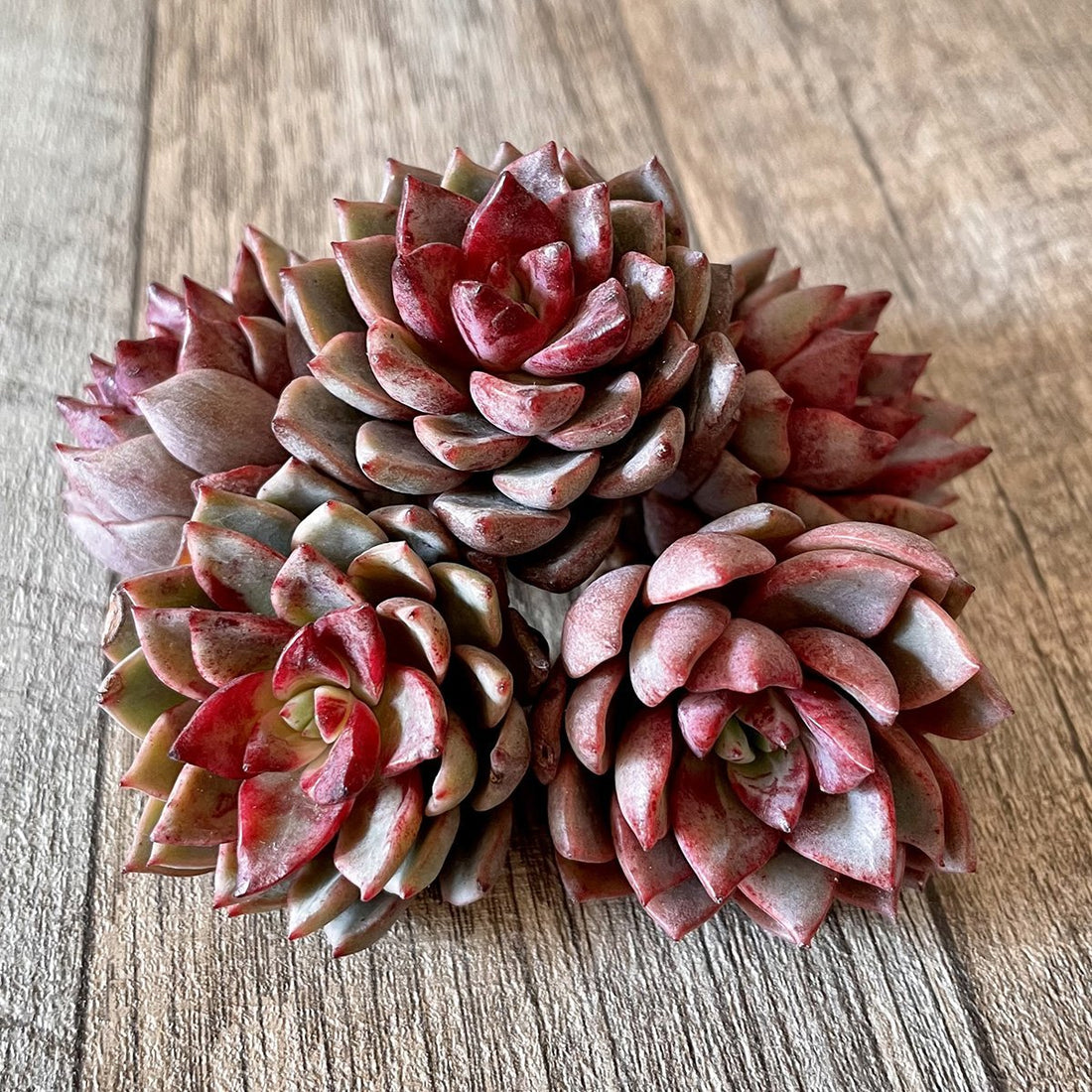 *新入荷* ヒョルヨン Hyeol Yeong - 多肉植物の通販 tawawa