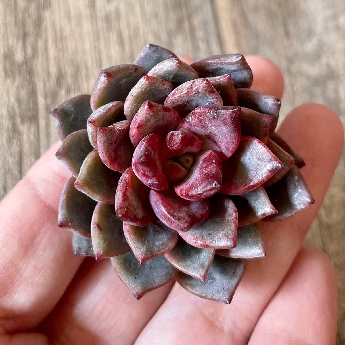 *新入荷* ヒョルヨン Hyeol Yeong - 多肉植物の通販 tawawa