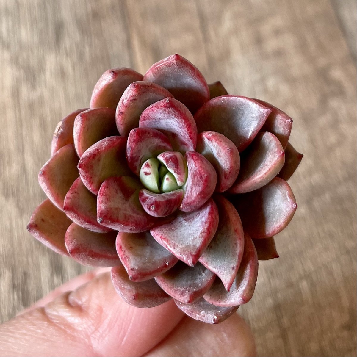*新入荷* ヒョルヨン Hyeol Yeong - 多肉植物の通販 tawawa