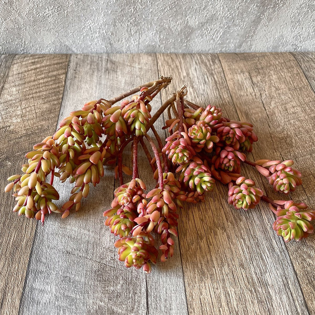 *新入荷* ジョイスタロック Joyce Tulloch - 多肉植物の通販・販売サイト tawawa