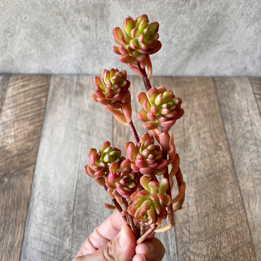 *新入荷* ジョイスタロック Joyce Tulloch - 多肉植物の通販・販売サイト tawawa