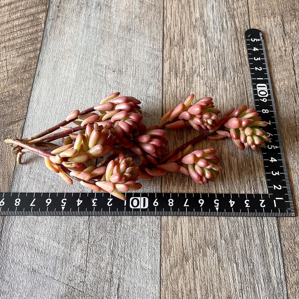 *新入荷* ジョイスタロック Joyce Tulloch - 多肉植物の通販・販売サイト tawawa