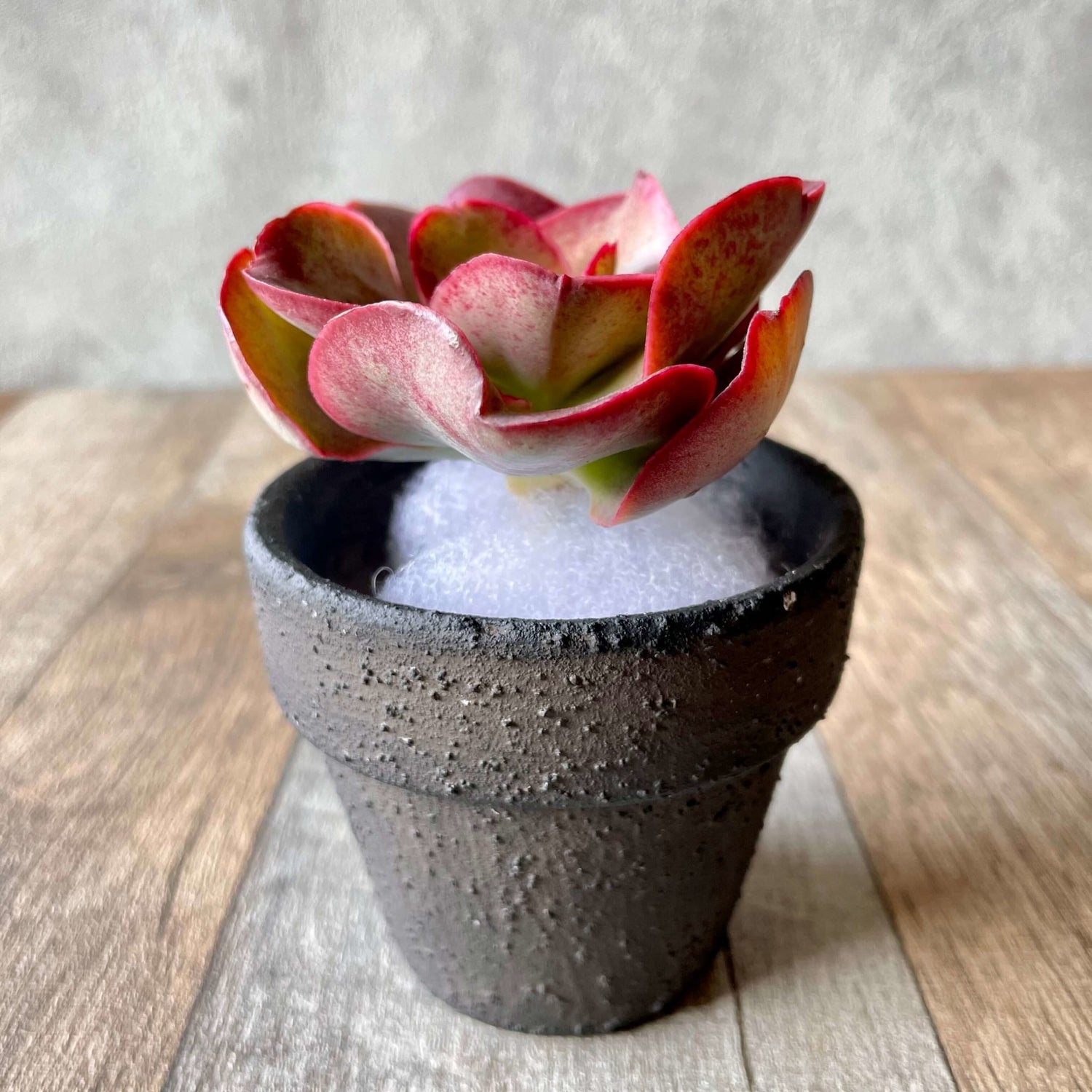 キッシング Kissing - 多肉植物の通販 tawawa