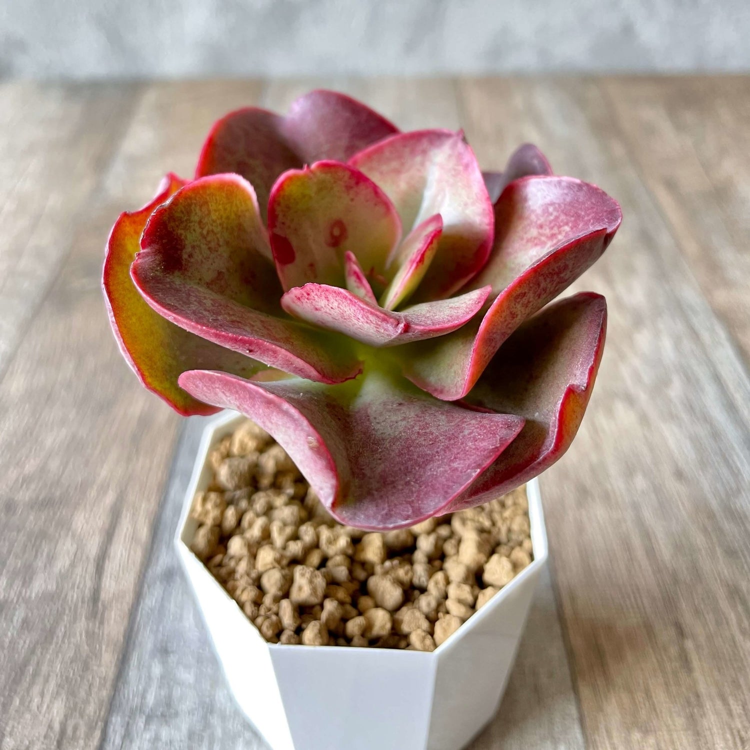 キッシング Kissing - 多肉植物の通販 tawawa