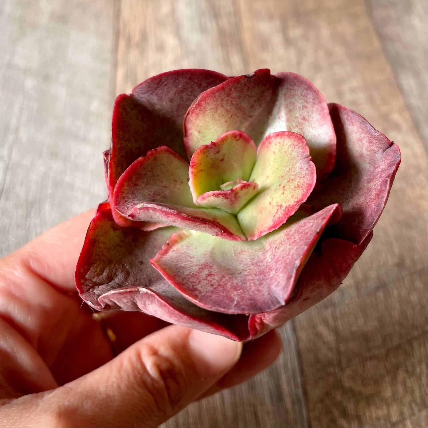 キッシング Kissing - 多肉植物の通販 tawawa