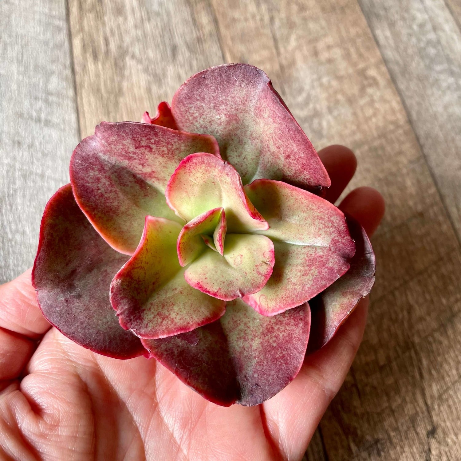 キッシング Kissing - 多肉植物の通販 tawawa